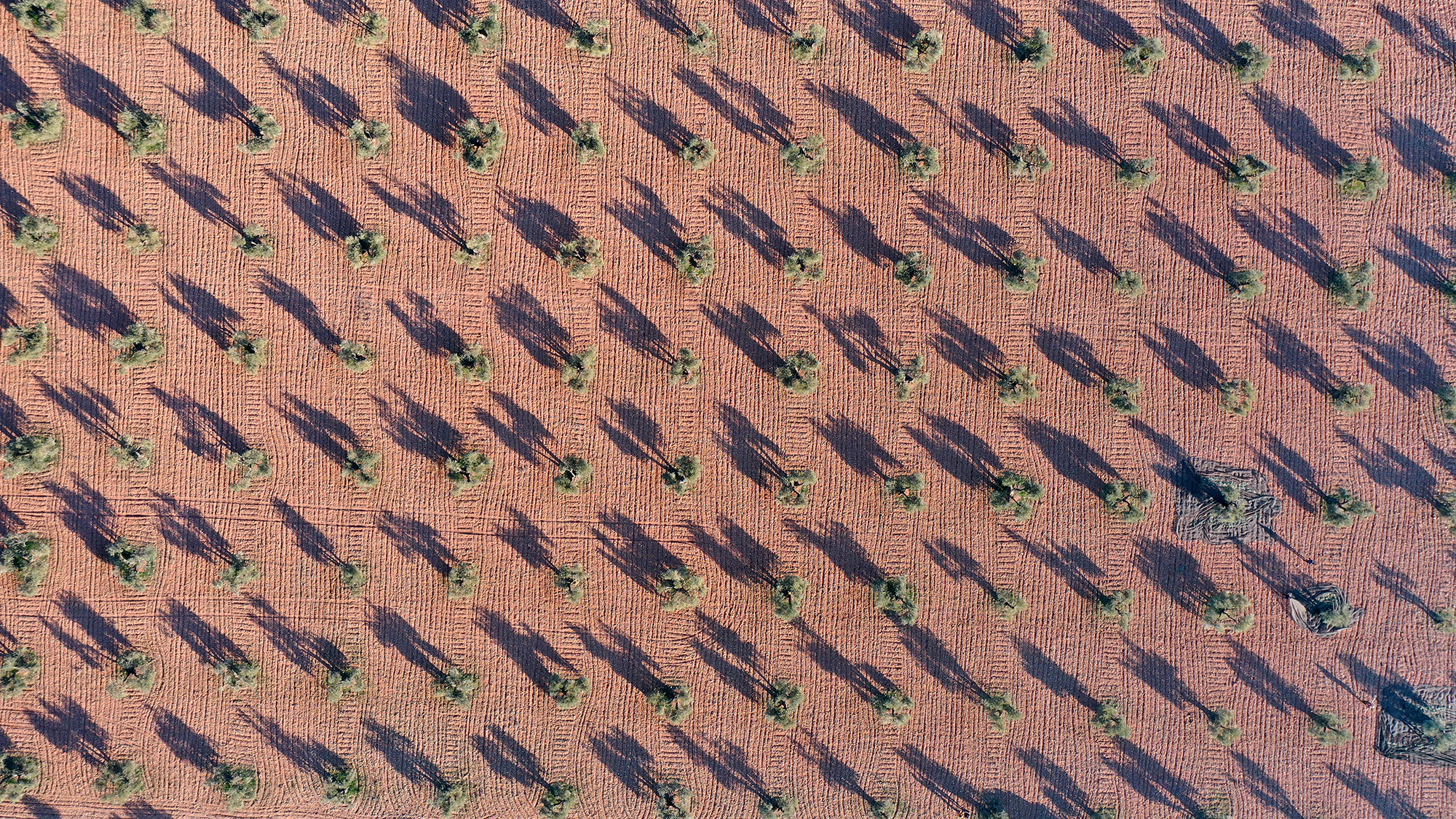 Vista aerea de olivar