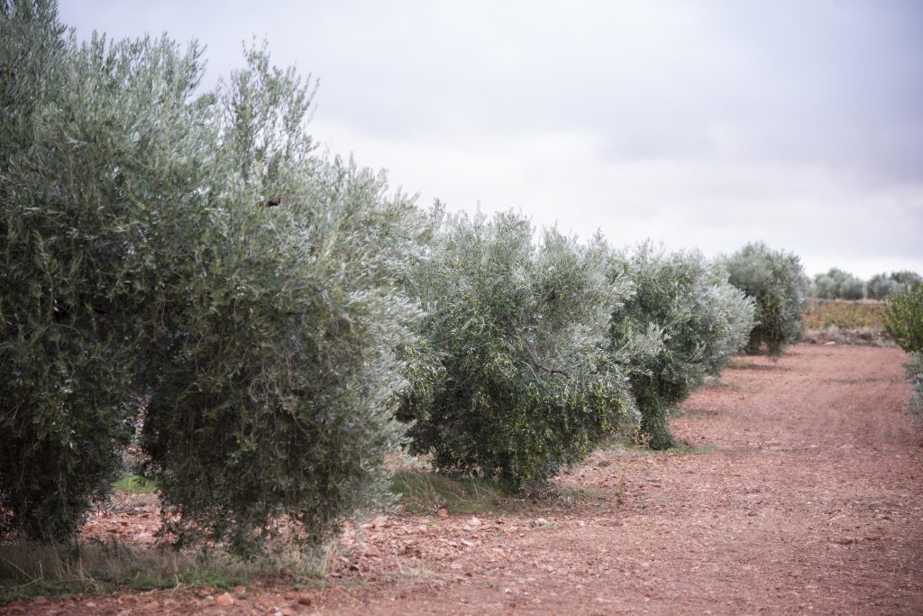 paisaje-de-olivar