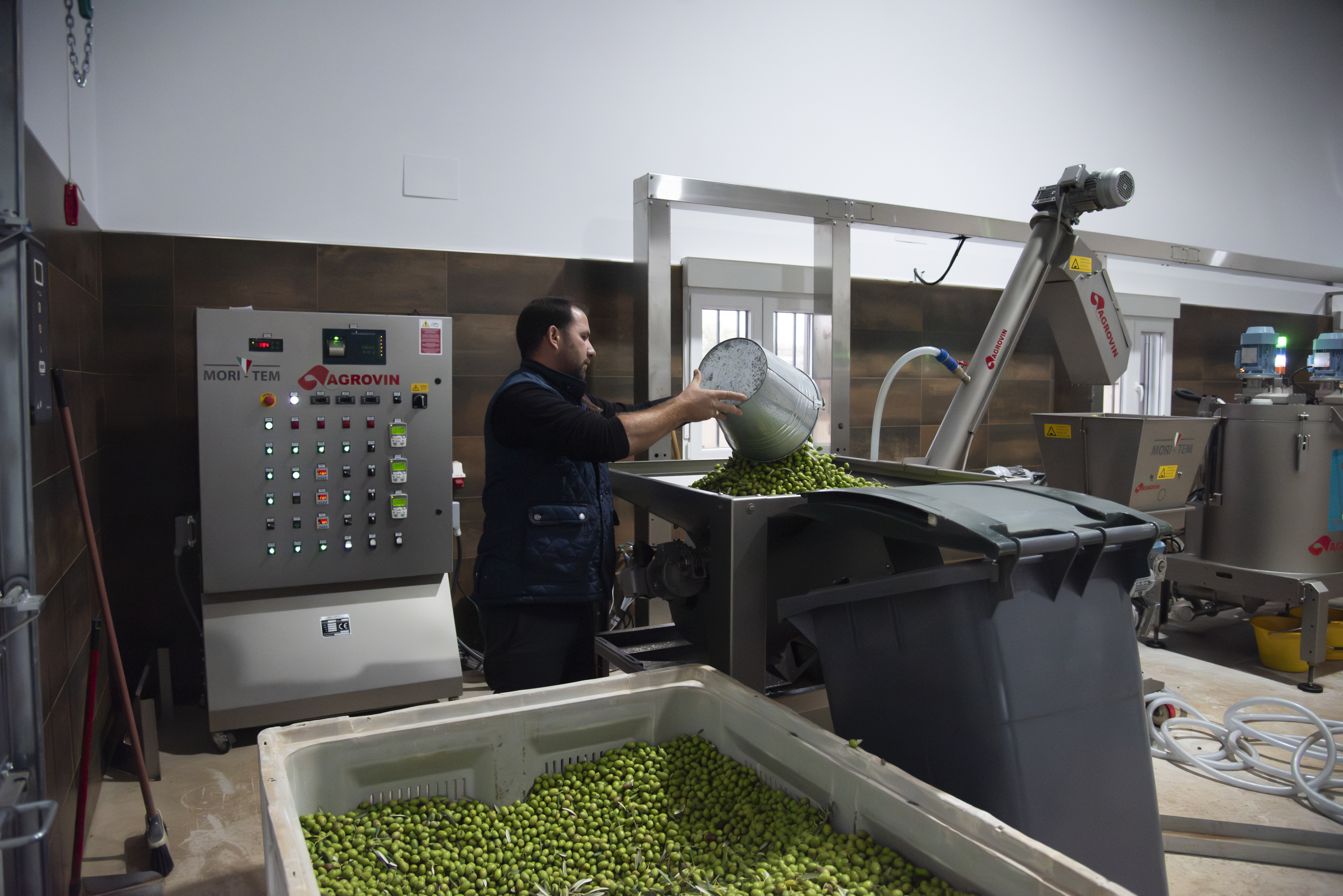 proceso-de-molturacion-del-aceite