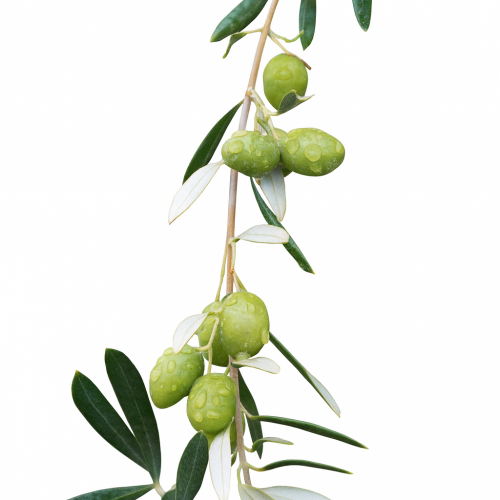 Apadrinamiento de Olivo - Oro La Senda